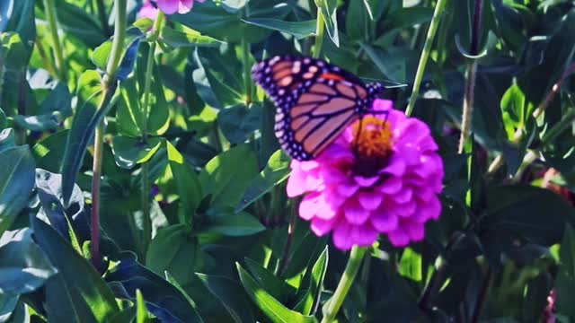 Bees and butterflies and Flowers