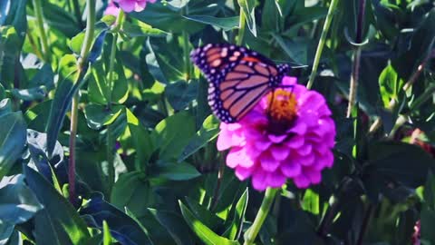 Bees and butterflies and Flowers