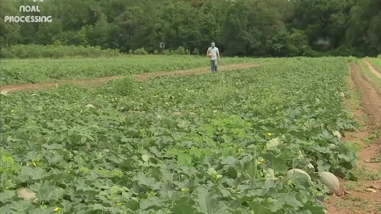 Amazing Agriculture Cultivation - Cantaloupe Growing Harvesting and Parking