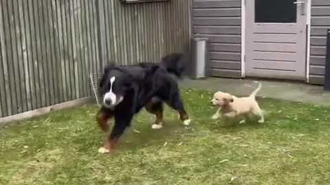 Retriever puppy meets big dog