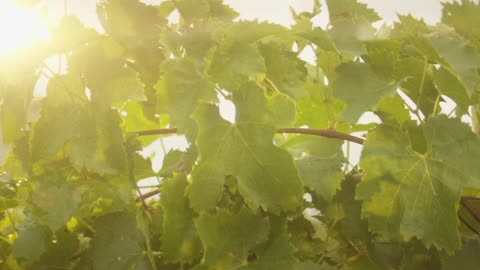 Grape Vines In Evening Sunlight 04