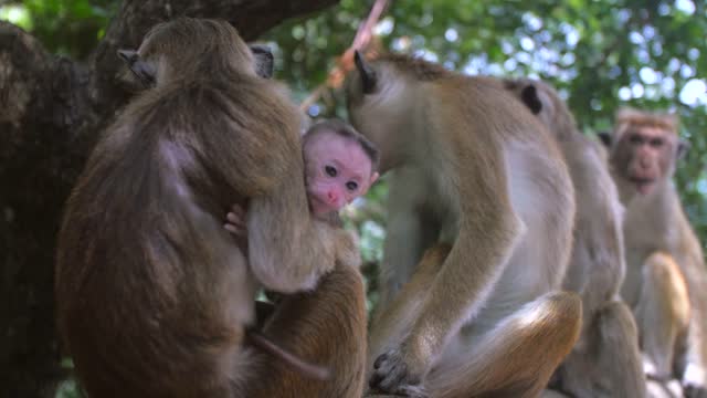 monkey family in forest