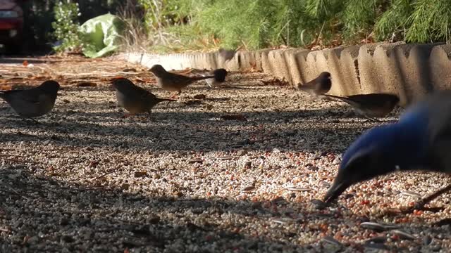 Common Wild Birds