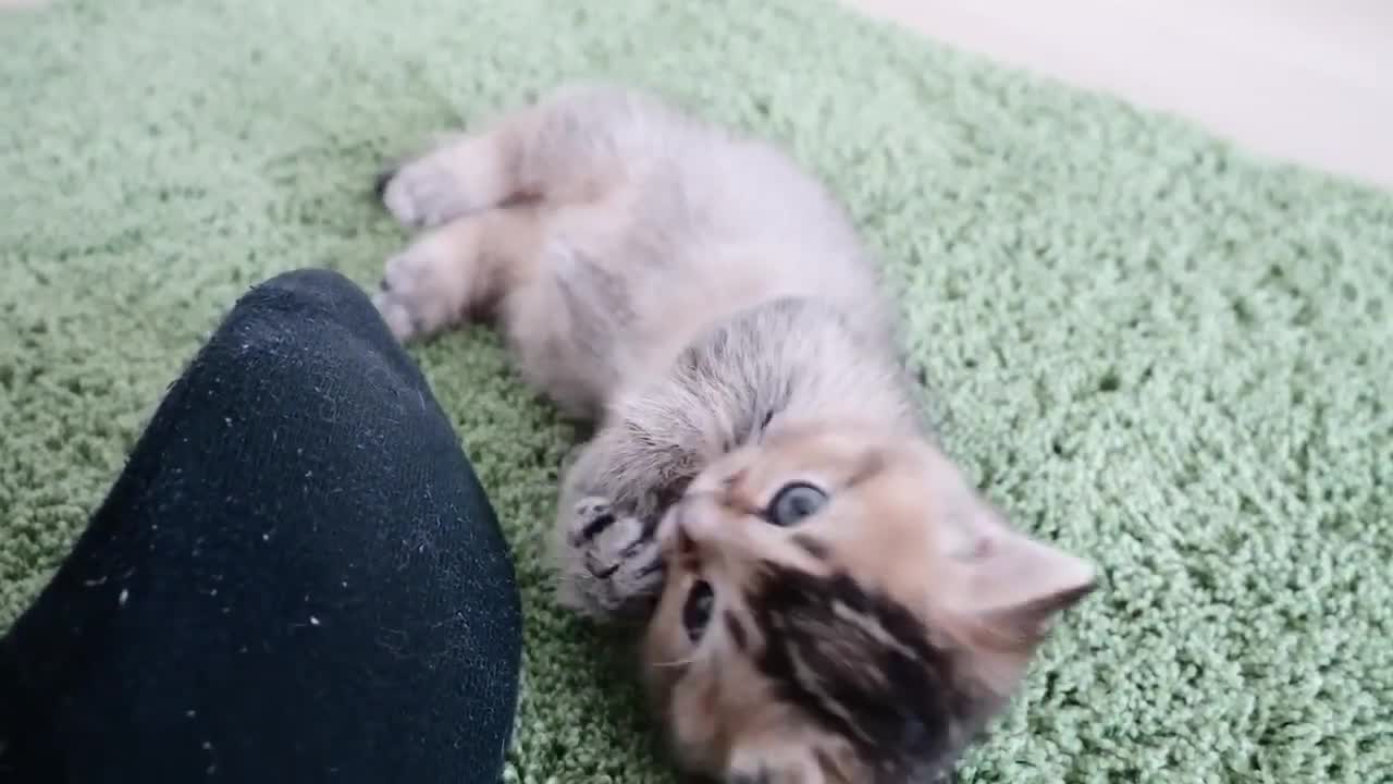 The kitten is playing happily with everyone