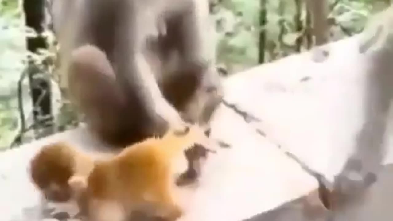 Funny Animals