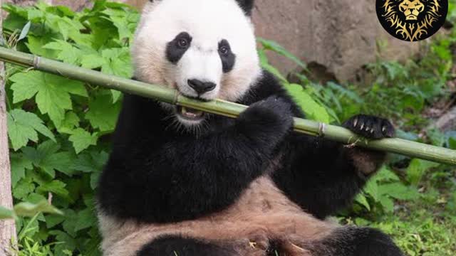 PANDA || Human Loving Animals || Rare Information about Panda ||