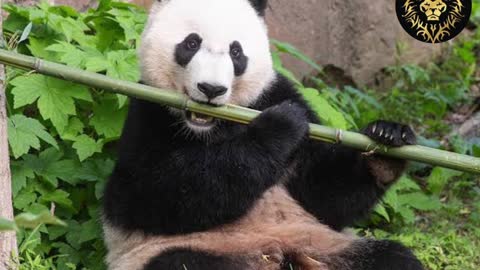 PANDA || Human Loving Animals || Rare Information about Panda ||