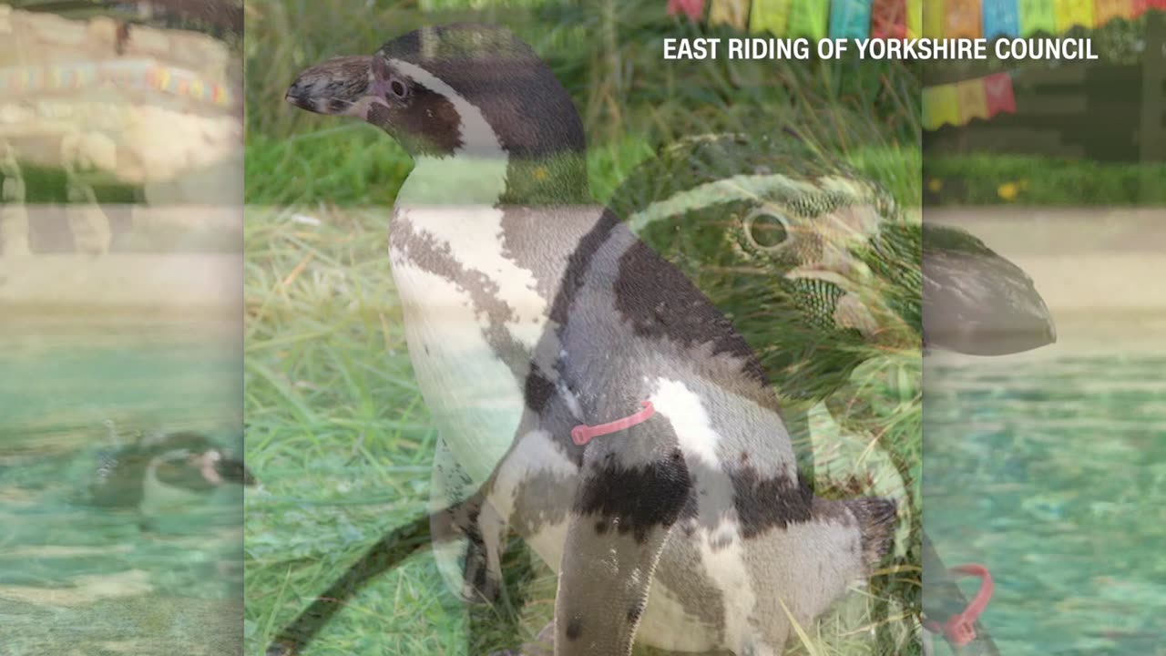 World’s oldest Humboldt penguin dies at nearly 33 years old