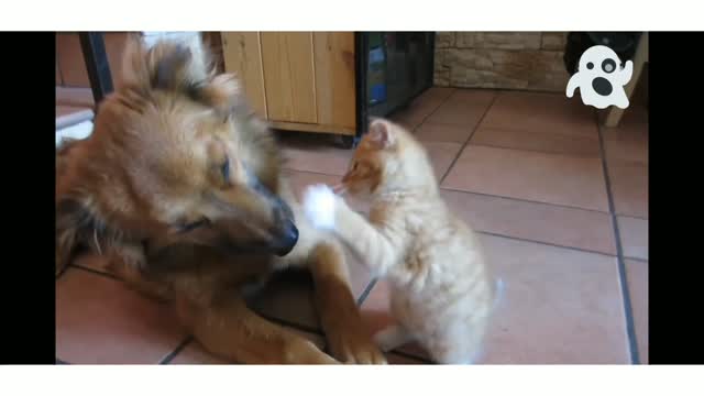 dog and cat having fun together
