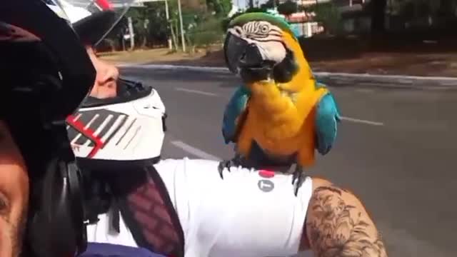 Wild Parrot Perches on Motorcycle Rider's Arm