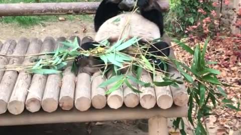 Lazy Panda