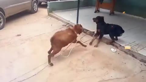 Fight dog&goat