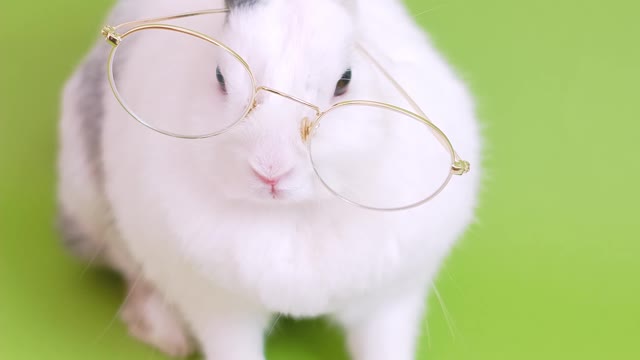 Cute white rabbit reading a book