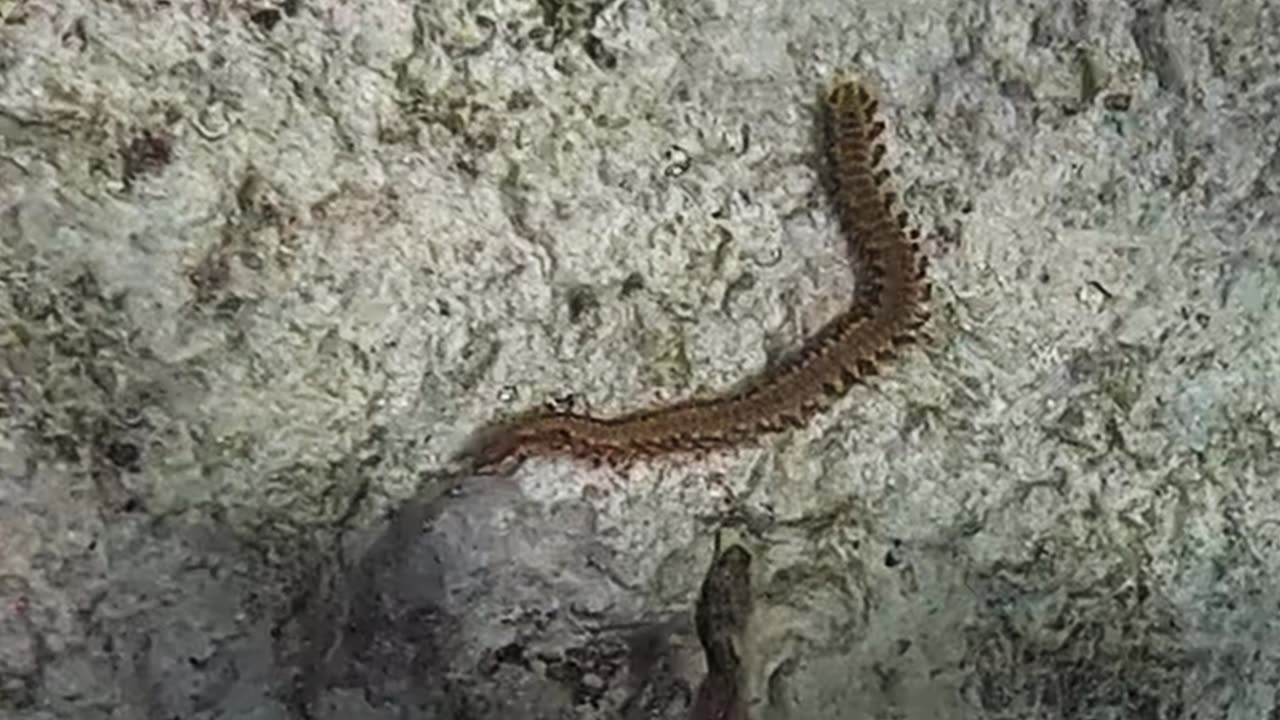 Bearded Fireworm