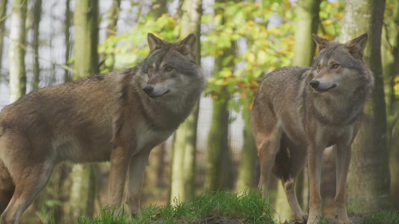 Wolves Carnivores Predators Canine Pack Wolfpack