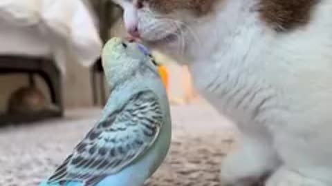 love bird
