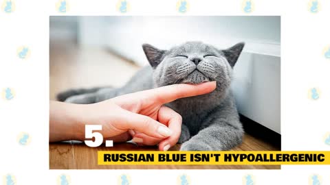Russian Blue Cats: Fun Facts & Myths