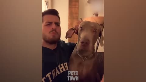 The Funniest Dogs Reactions Caught On Camera! Pets Town