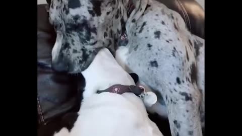 Dog pretends to eat another dog - Funny Animals