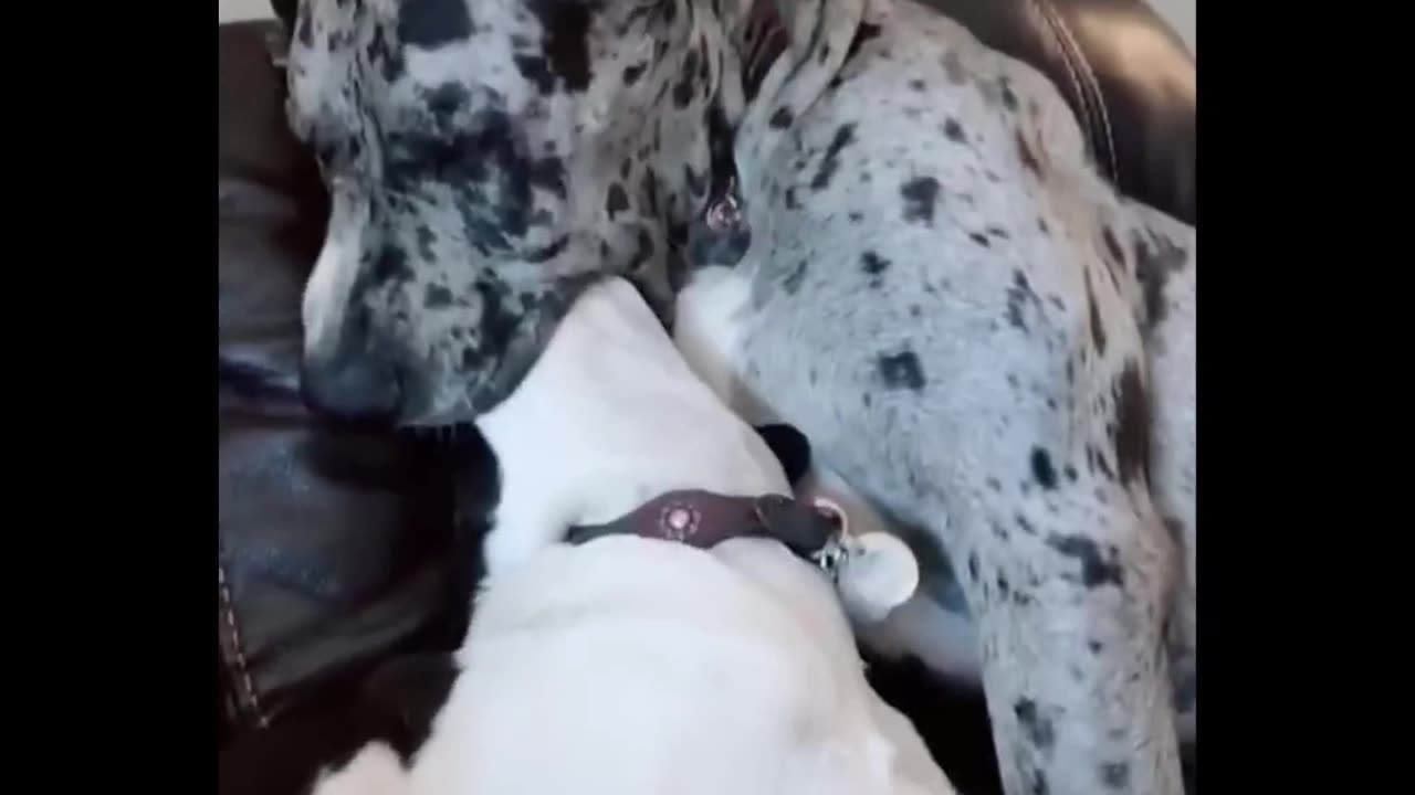 Dog pretends to eat another dog - Funny Animals