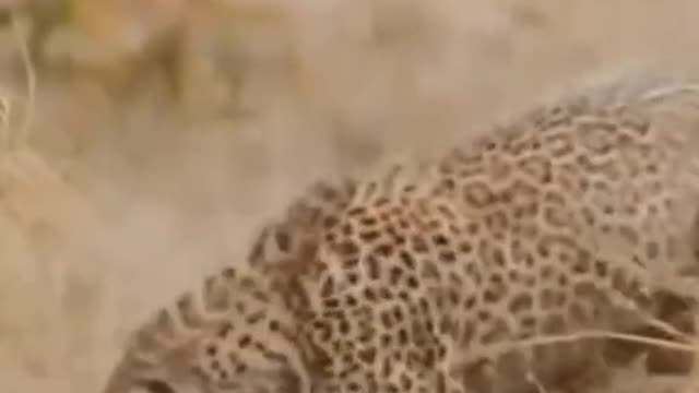 The leopard snapped at the lizard