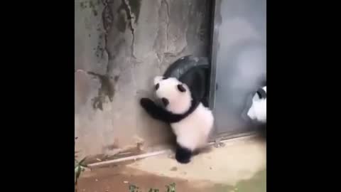 panda mother and child daily life