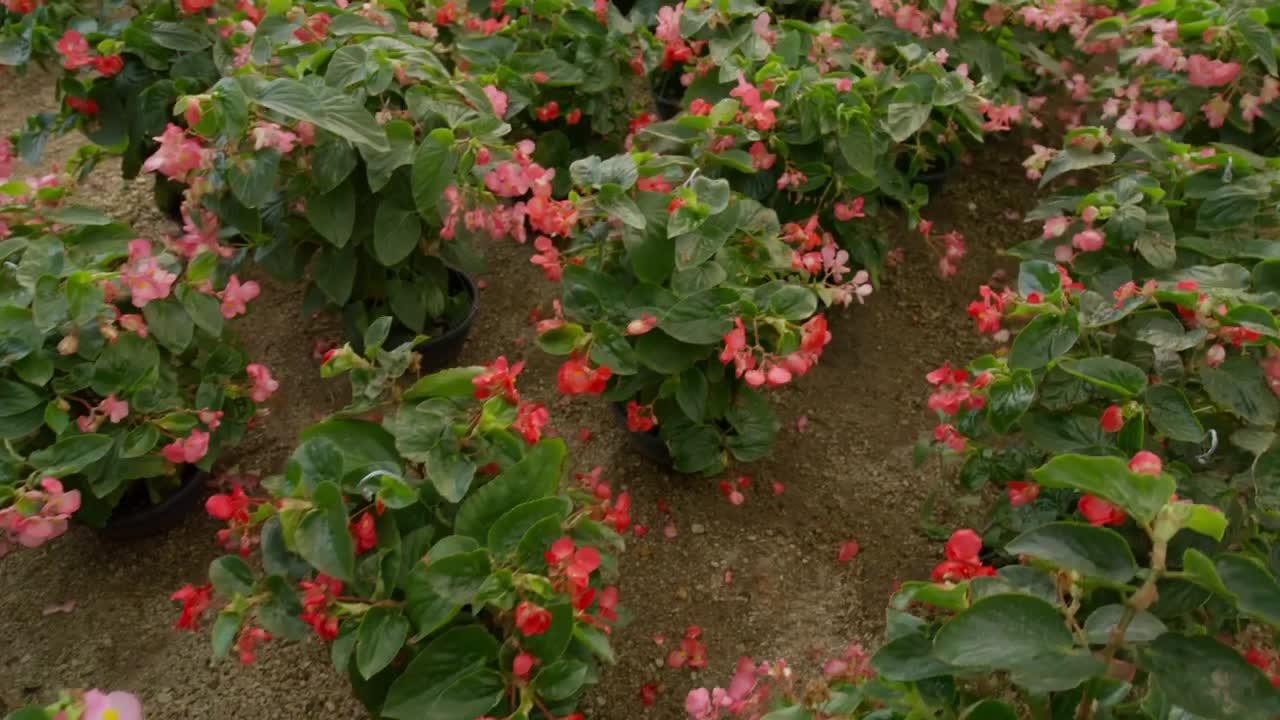 Small flowering plants in a nursery