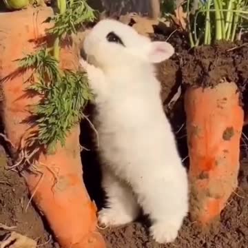 Bunnie eating carrot