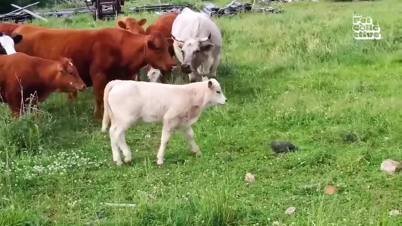 Funniest Farm Animals