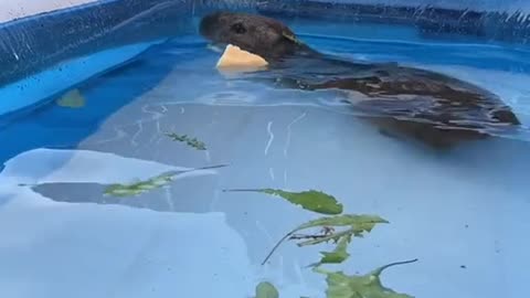 Happy cappy in the pool (you will see lots more of queen elizabeth in time when shes settled a bit