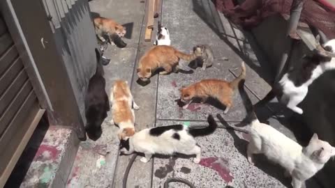 Many Cats In Japan