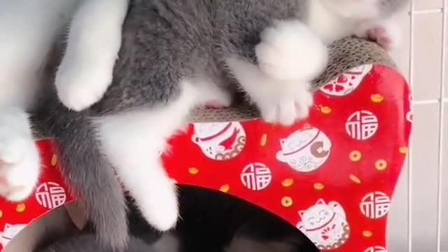 OMG So Cute Cats ♥ Best Funny Cat ❤️🐈Videos 2021 #shorts