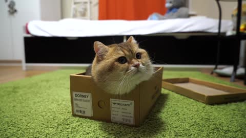 Look, I got a new box!