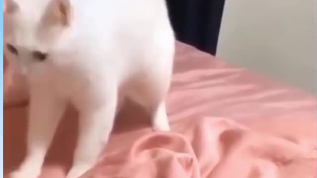 Cute Cat reaction to beatboxing 😻😻😻