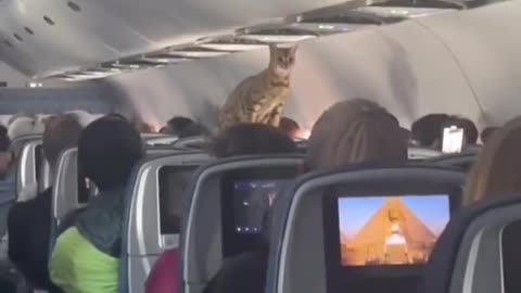 Cats Flay High