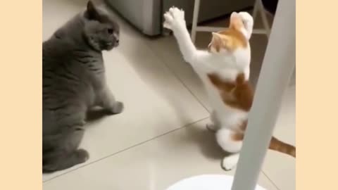 Funny cats video