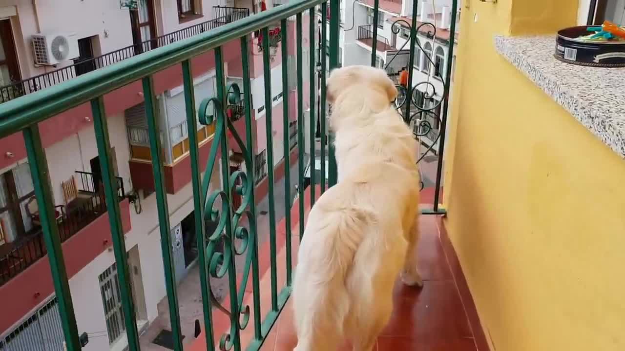 Lovely Golden Retriever Misses His Parents [Touching Video]