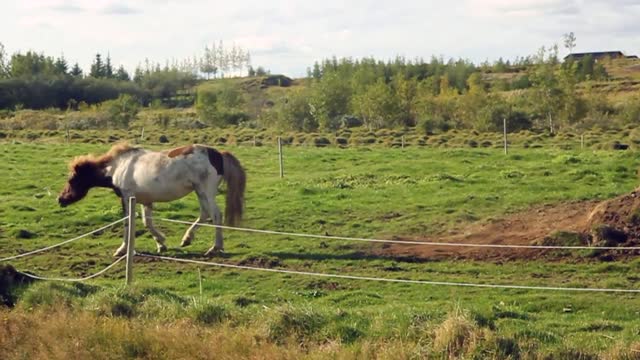 Horse trying to make fun