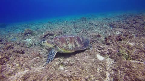 Tortoise