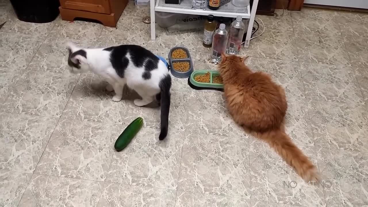 Cats Scared by Cucumbers Compilation