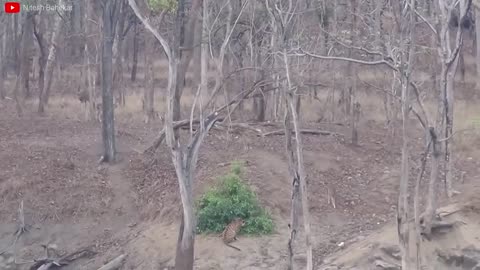 Lion VS Tiger Real Fight - Tough Creatures