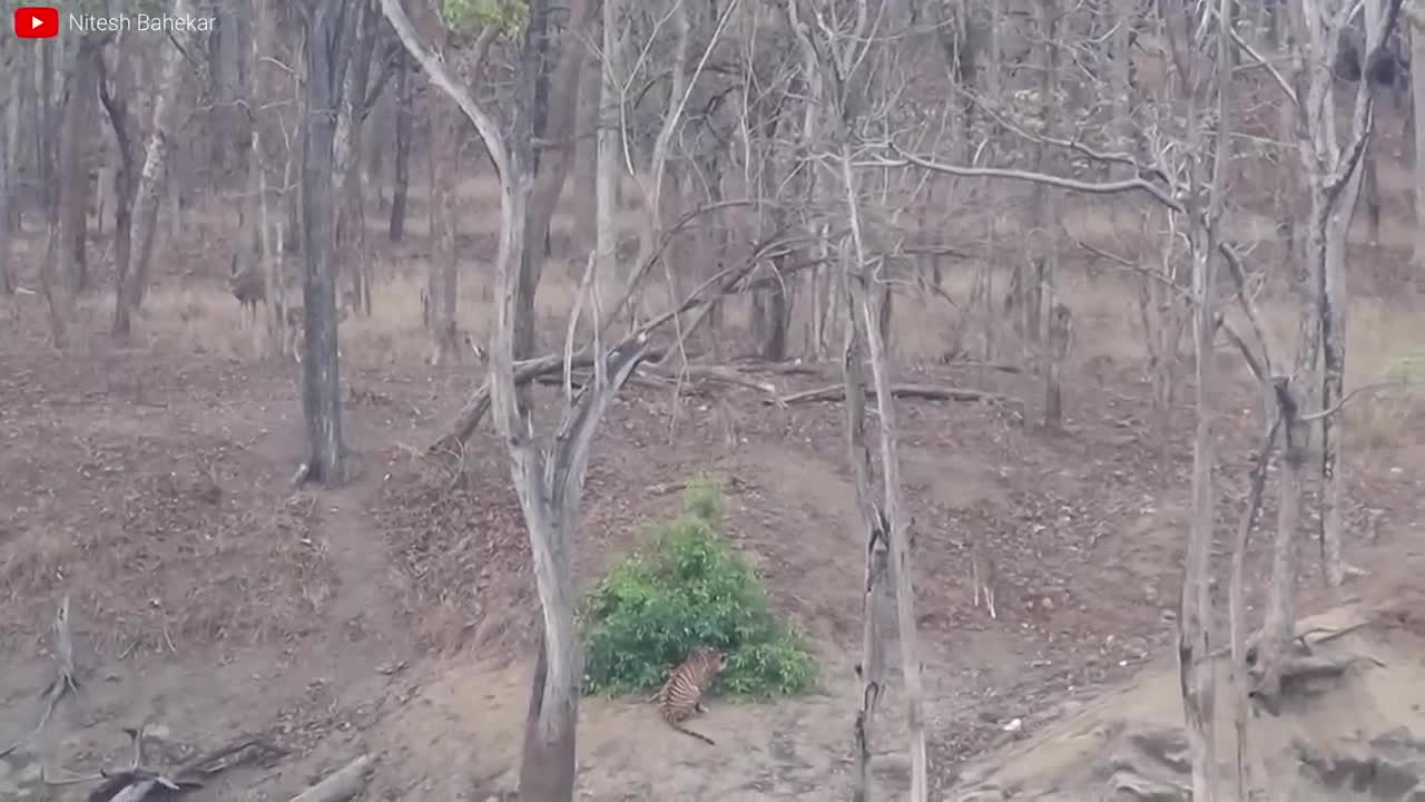 Lion VS Tiger Real Fight - Tough Creatures