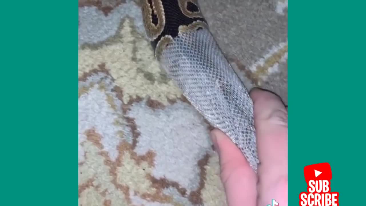 Funny Snake Video 2022