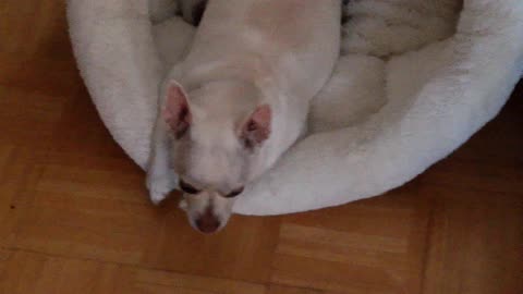 Gus