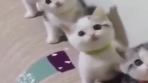 Funny cats