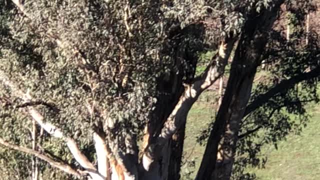 Huge Kangaroo Mob Hops Away Into the Bush