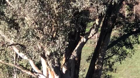 Huge Kangaroo Mob Hops Away Into the Bush