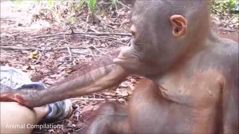 Baby orangutan are adorable-cotest compilation