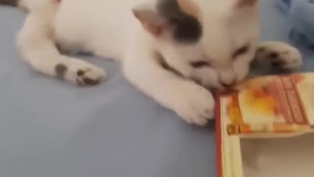 Poor Kitty Recovering From Her Amputation Trying To Stay Busy