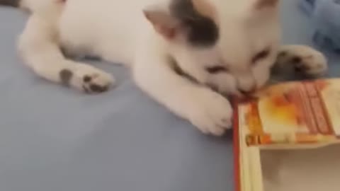 Poor Kitty Recovering From Her Amputation Trying To Stay Busy